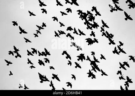 Un troupeau de pigeons est de haut vol sous le ciel noir de pluie. Banque D'Images