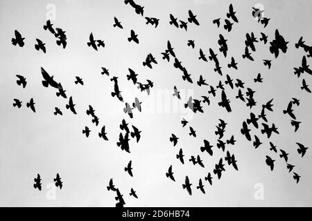 Un troupeau de pigeons est de haut vol sous le ciel noir de pluie. Banque D'Images