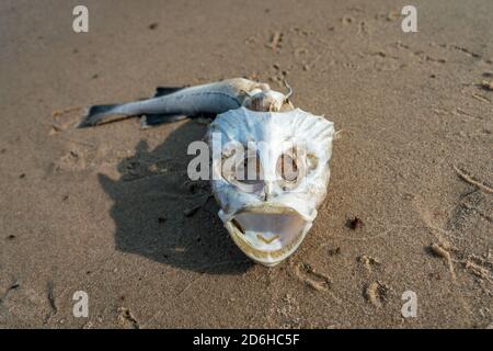 Crâne créepy d'un poisson mort, probablement une morsure, sur la plage de l'île allemande Ruegen Banque D'Images