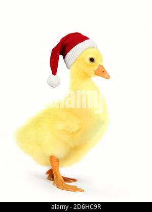 Perce drôle avec une casquette de Père Noël, isolé sur fond blanc, Noël, nouvel an. Prise de vue en studio. Un joli perflage nouveau-né avec une casquette de père Noël. Banque D'Images