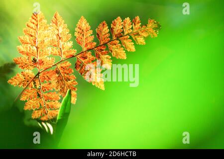 Belle et lumineuse feuille de fougères dorées dans la lumière du matin sur fond vert flou, la feuille de fougères dorées poussant dans la branche de l'arbre sauvage. Banque D'Images