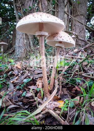 Dunwich Suffolk, Royaume-Uni. 17 octobre 2020. Des champignons parasol spectaculaires ou macrolepiota procera poussant dans les bois à Dunwich sur la côte du Suffolk au Royaume-Uni. Le récent temps humide automnal a aidé ces champignons à se développer et à se développer durant la saison d'automne. Leurs bouchons peuvent croître de plus de six pouces de diamètre. Crédit : Julian Eales/Alay Live News Banque D'Images