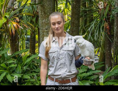 Brisbane, Australie - 23 mars 2020 : guide du parc tenant un cafatoo dans un parc animalier près de Brisbane, Australie. Banque D'Images