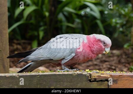 A Galah (cocatoo rose et gris) manger dans un parc animalier près de Brisbane, Australie Banque D'Images