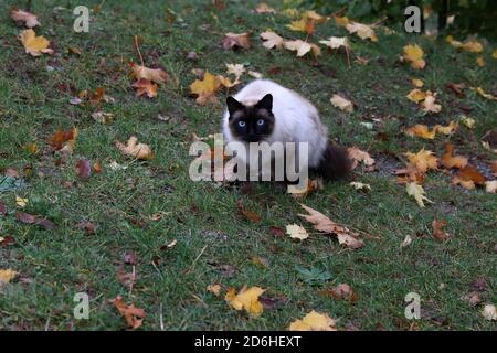 Beau chat avec les yeux bleus sur une promenade Banque D'Images