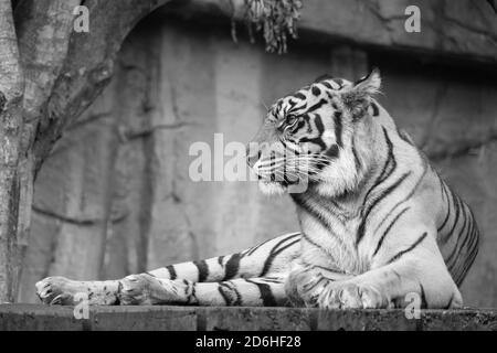 Brisbane, Australie - 23 mars 2020 : image en noir et blanc d'un tigre reposant dans son enceinte dans un parc animalier près de Brisbane, en Australie. Banque D'Images