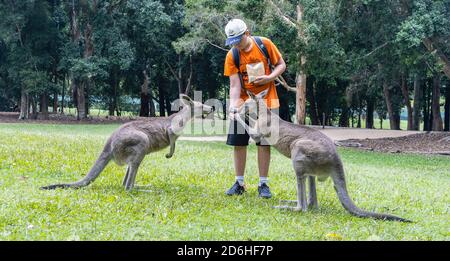 Brisbane, Australie - 23 mars 2020 : une main touristique nourrissant deux kangourous dans un parc animalier près de Brisbane, en Australie. Banque D'Images