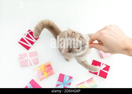 Chaton écossais avec cadeaux et main de femme sur fond blanc. Flat Lay, vue de dessus Banque D'Images