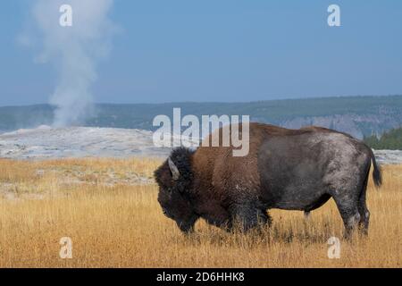 Amérique du Nord, Wyoming, parc national de Yellowstone, Upper Geyser Basin. Bison des États-Unis seul mâle (SAUVAGE : bison bison) alias bison, devant Old Faith Banque D'Images