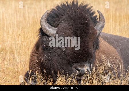 Amérique du Nord, Wyoming, parc national de Yellowstone, Upper Geyser Basin. Bison des États-Unis mâle (SAUVAGE : bison bison) alias bison. Banque D'Images