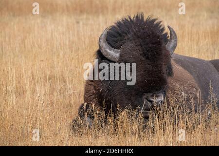 Amérique du Nord, Wyoming, parc national de Yellowstone, Upper Geyser Basin. Bison des États-Unis mâle (SAUVAGE : bison bison) alias bison. Banque D'Images