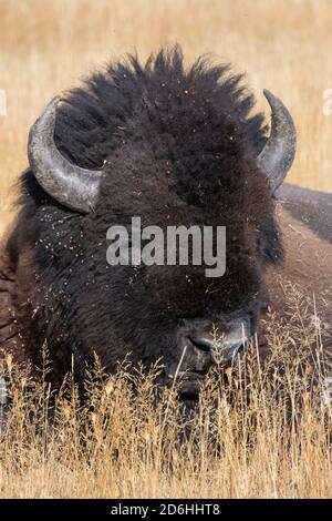 Amérique du Nord, Wyoming, parc national de Yellowstone, Upper Geyser Basin. Bison des États-Unis mâle (SAUVAGE : bison bison) alias bison. Banque D'Images