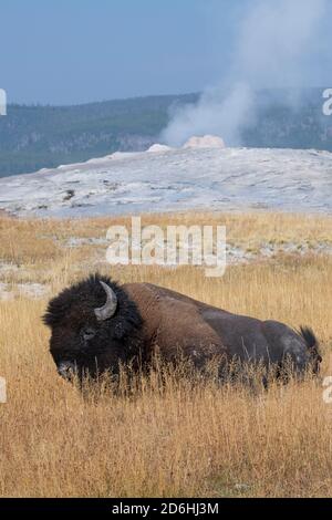 Amérique du Nord, Wyoming, parc national de Yellowstone, Upper Geyser Basin. Bison des États-Unis seul mâle (SAUVAGE : bison bison) alias bison, devant Old Faith Banque D'Images