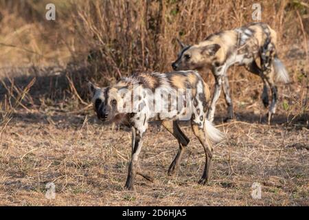 Afrique, Zambie, Parc national de Luangwa Sud. Posture de chasse du loup peint africain, des chiens peints ou du chien sauvage africain (sauvage : Lycaon pictus). Banque D'Images