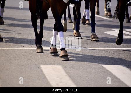Groupe de chevaux en train de courir sur la route dans une course Banque D'Images