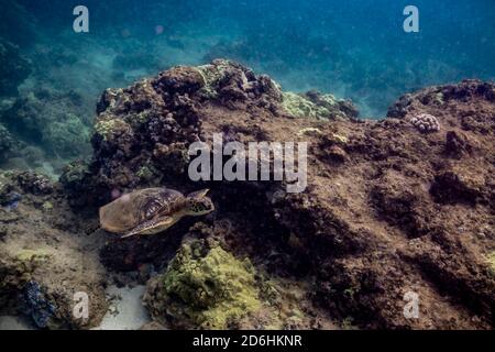 La tortue de mer nage à travers l'océan au-dessus du récif corallien Banque D'Images