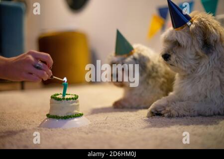 Deux frères chiens fêtant leur anniversaire avec un peu de gâteau Banque D'Images