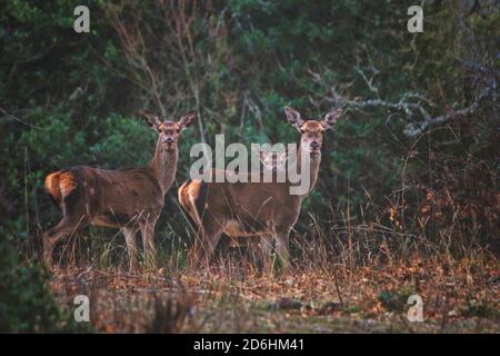 Cerf regardant la caméra de la forêt Banque D'Images