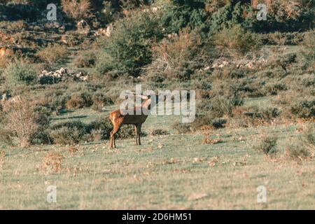Le cerf orne au milieu de la montagne Banque D'Images