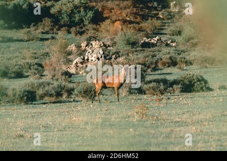 Cerf regardant la caméra pendant le chasseur Banque D'Images