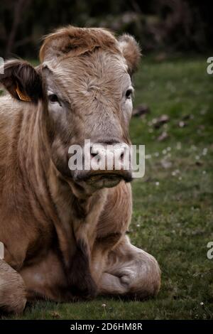 Détail tête de vache lors d'une journée d'hiver dans les montagnes Banque D'Images