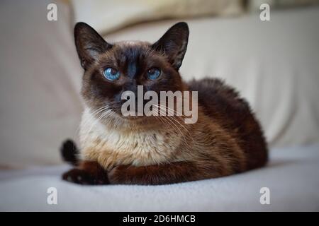 chat siamois brun, beau chat domestique Banque D'Images
