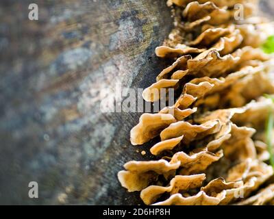 Dinde champignon de la queue (Trametes versicolor) poussant sur une souche d'arbre à l'automne, au Royaume-Uni Banque D'Images