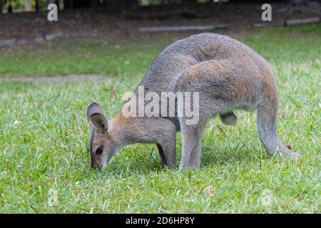 Brisbane, Australie - 23 mars 2020 : un kangourou masculin mangeant dans un parc animalier près de Brisbane, en Australie. Banque D'Images