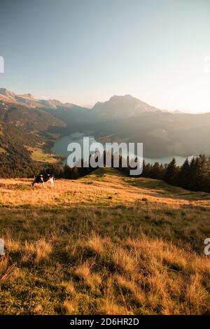 Vaches suisses brunes et noires en alpage de montagne en Suisse Banque D'Images