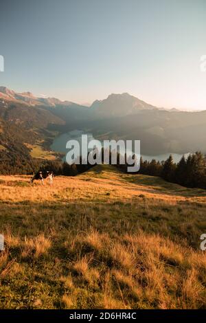 Vaches suisses brunes et noires en alpage de montagne en Suisse Banque D'Images