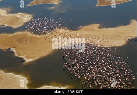 Flamants roses dans le port de Sandwich, Namibie Banque D'Images