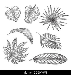 Ensemble de feuilles de palmier tropicales, illustration d'esquisse vectorielle. Éléments de nature tropicale dessinés à la main et motifs floraux. Illustration de Vecteur