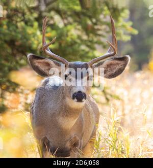 Mule Deer Buck Portrait Banque D'Images