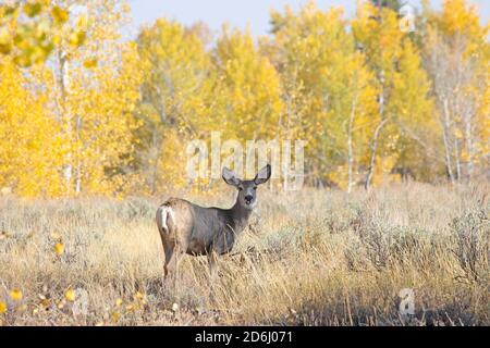 Le cerf mulet Doe Banque D'Images