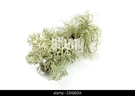 Lichen ramifié isolé sur fond blanc. Evernia prunastri également connu sous le nom d'oakmoss Banque D'Images