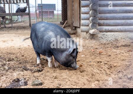 Cochon vietnamien à poils noirs au zoo Banque D'Images