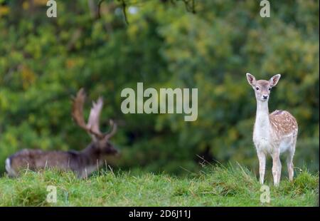 Red Deer rut, Studley Royal, North Yorkshire Banque D'Images