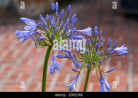 Agapanthus praecox orientalis Blue Storm en fleur dans un Sud Jardin de Caroline au printemps Banque D'Images