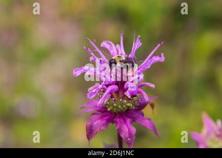 Monarda Peter's Purple avec un nectar d'abeille Banque D'Images