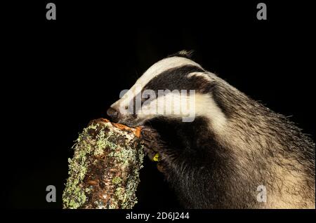 Badger (Nom scientifique: Meles Meles) le blaireau sauvage, indigène qui se trouve au-dessus d'une souche de bouleau argenté à la recherche de grubes. Image de nuit. Copier l'espace Banque D'Images