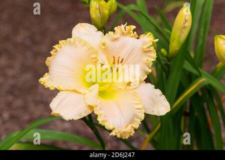 Hemerocallis Faye's Delight, jaune pâle avec des bords raflés et un jaune vif de jour de gorge Banque D'Images