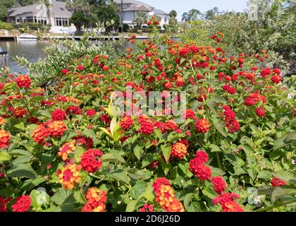 Lantana dans un jardin de Caroline du Sud à côté d'un canal Mai Banque D'Images