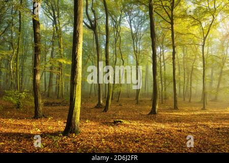 Forêt de charme en automne, brouillard du matin, soleil brille à travers le feuillage, Burgenlandkreis, Saxe-Anhalt, Allemagne Banque D'Images