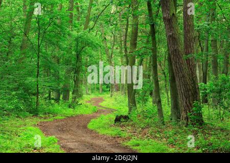 Sentier de randonnée (Mueritz) serpente à travers une forêt mixte intacte au printemps sur la rive est du parc national près de Waren, Mecklembourg-Poméranie-Occidentale Banque D'Images