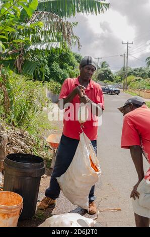 Fermier pesant UN sac plein de carottes Banque D'Images