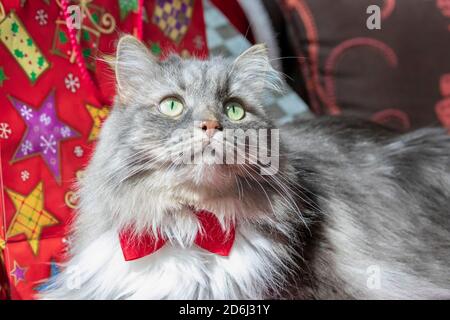 Un long chat tabby gris aux cheveux avec un thème de Noël. Chat de la forêt sibérienne avec des yeux verts et une manie blanche portant un noeud papillon rouge. Banque D'Images