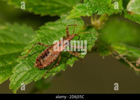 Drépanocytose (Nabis mirmicoides) sur une feuille d'ortie, Bade-Wurtemberg, Allemagne Banque D'Images