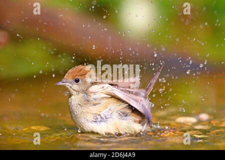 La femelle Blackcap (Sylvia atricapilla) baigne dans les eaux peu profondes, Solms, Hesse Banque D'Images