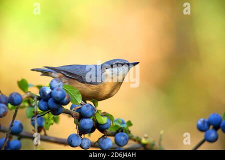 Nuthatch (Sitta europaea) se trouve sur une branche (Prunus spinosa) , Solms, Hesse Banque D'Images