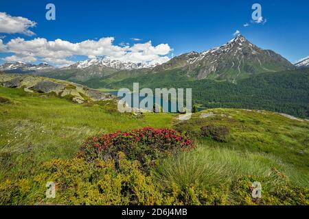 Vue de Piz da la Margna, Alpenroses à feuilles de Rusty (Rhododendron ferrugineum) , à l'arrière Piz Corvatsch au lac Sils, Maloja, supérieur Banque D'Images